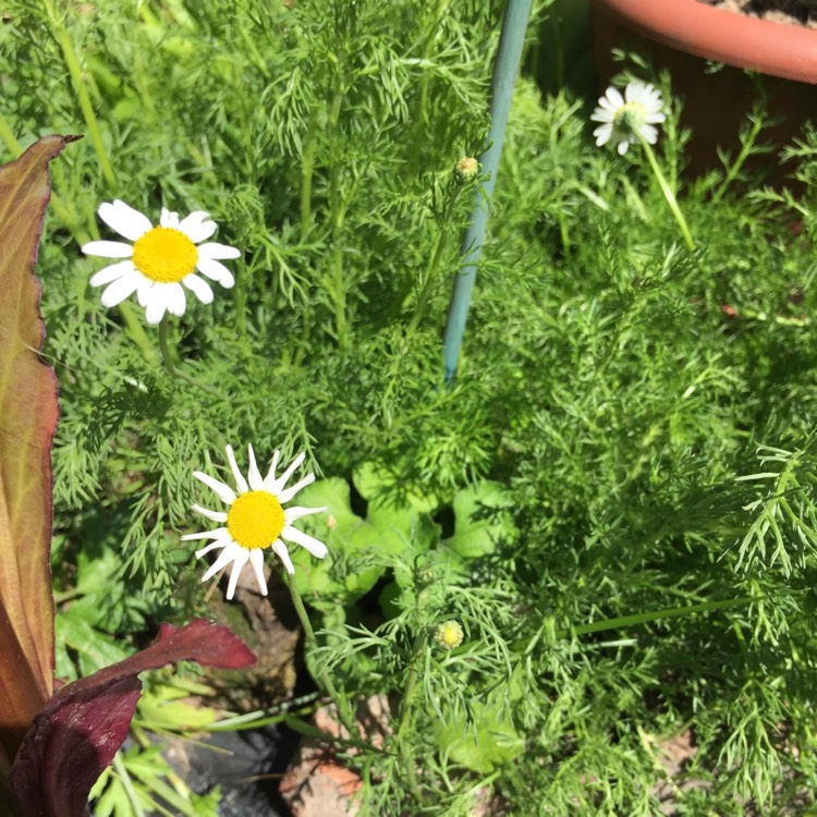 plant image 809617