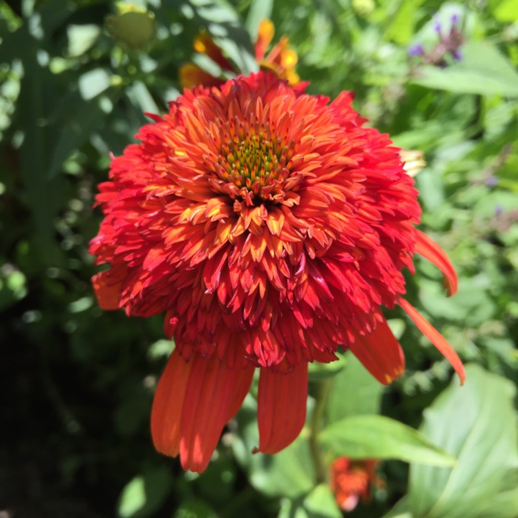 plant image 815393 plant image 815393