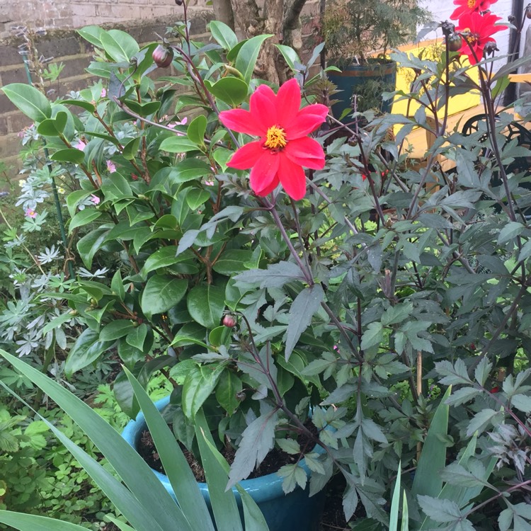plant image 827373 plant image 827373