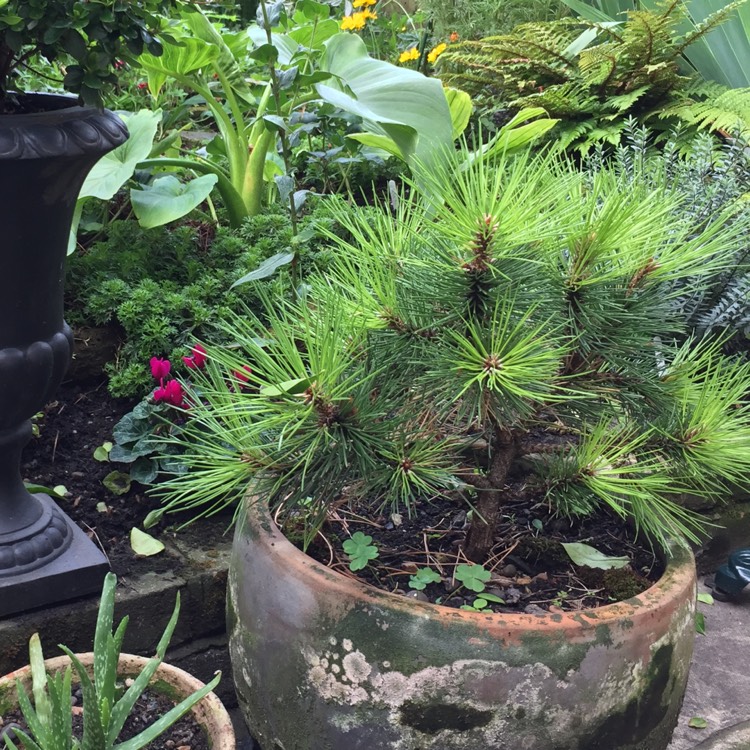 plant image 827376 plant image 827376