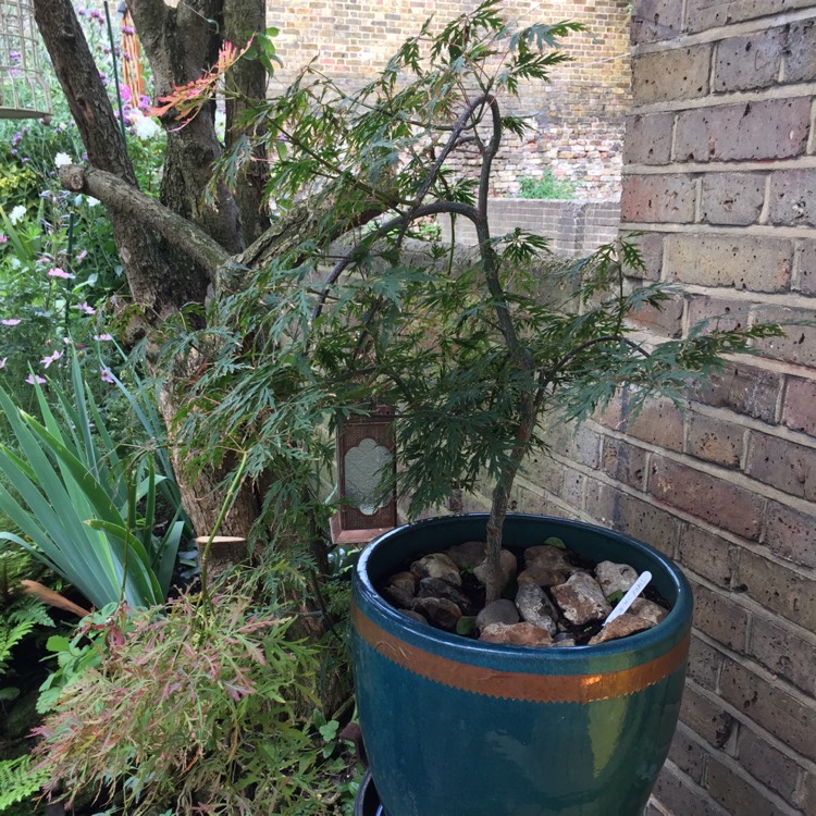 Plant image Acer Palmatum 'Jerre Schwartz'