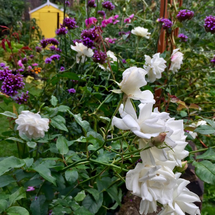 plant image 831207 plant image 831207