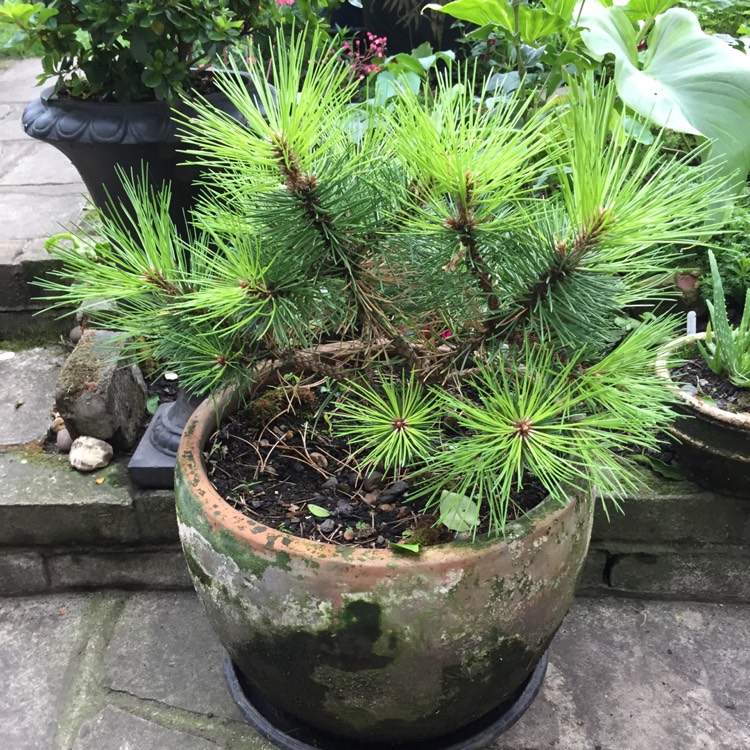 plant image 832755 plant image 832755