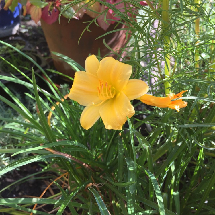 plant image 837088