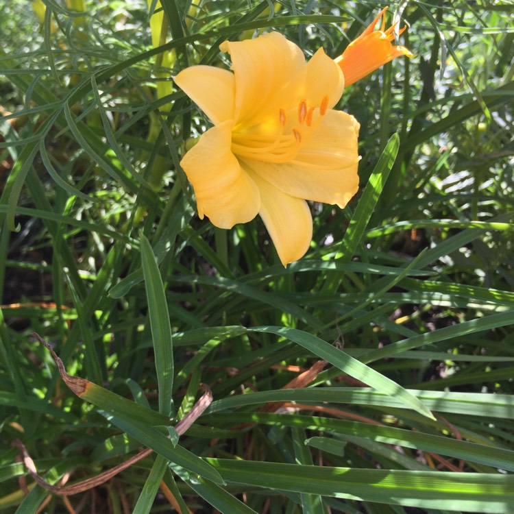 plant image 837093