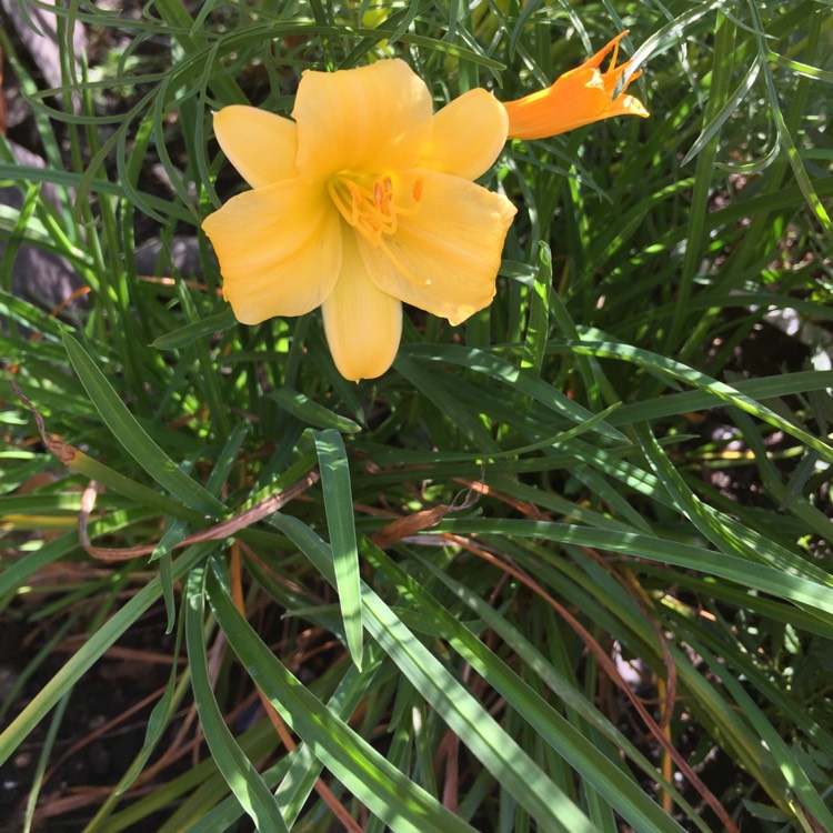Plant image Hemerocallis 'Happy Returns'