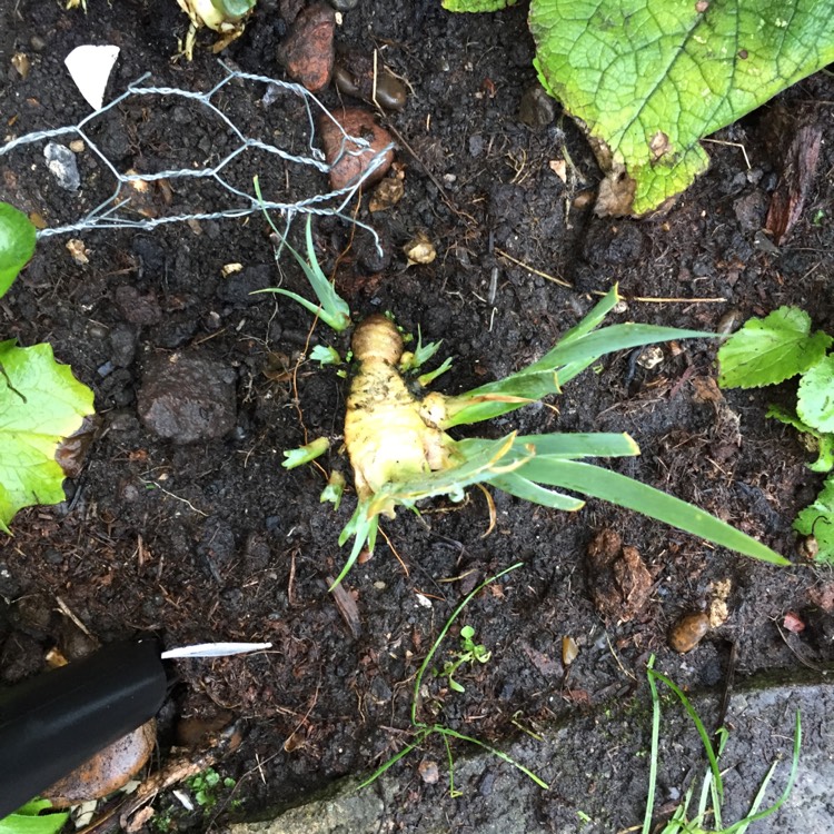 plant image 842917