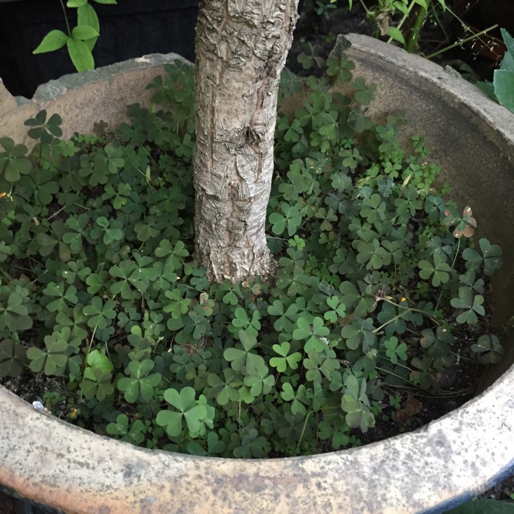 plant image 844104