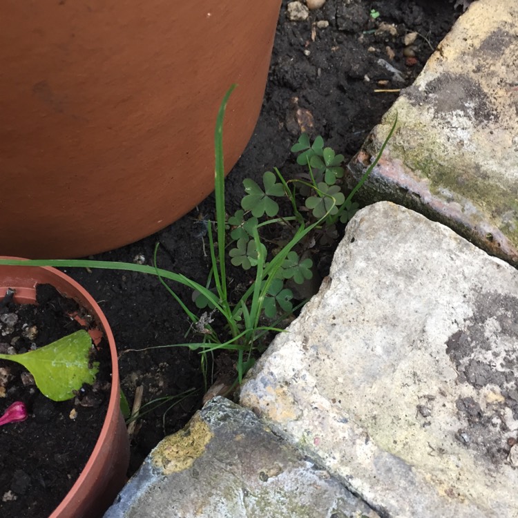 plant image 844106