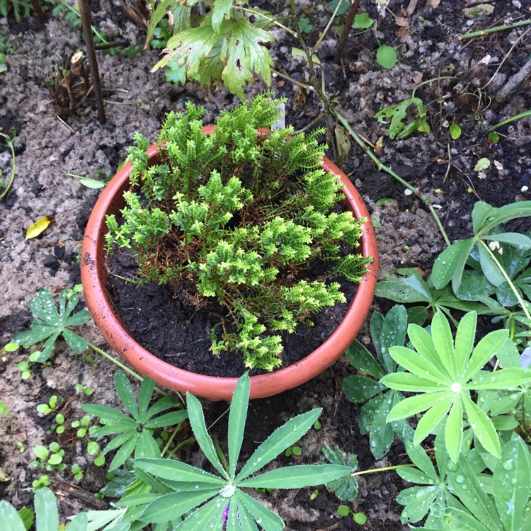 Plant image Hebe 'Emerald Green' syn. Hebe 'Green Globe'