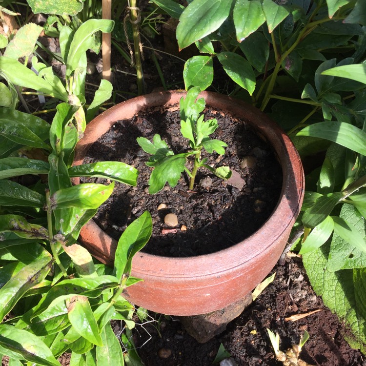 plant image 849034