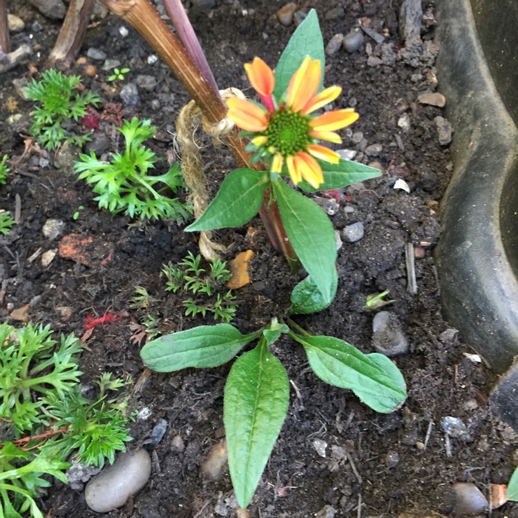 plant image 849038 plant image 849038
