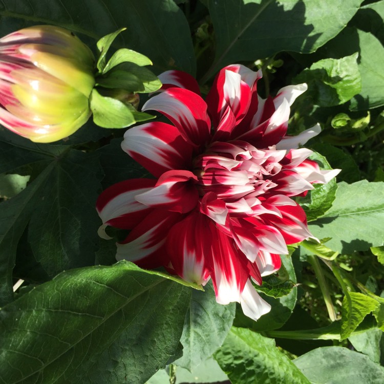 plant image 849039 plant image 849039