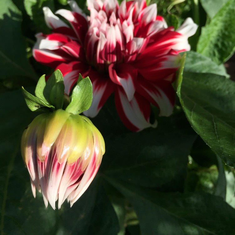 plant image 849041 plant image 849041