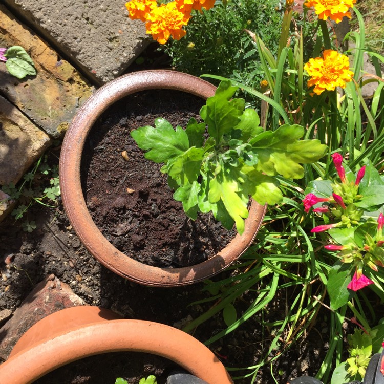 plant image 849044
