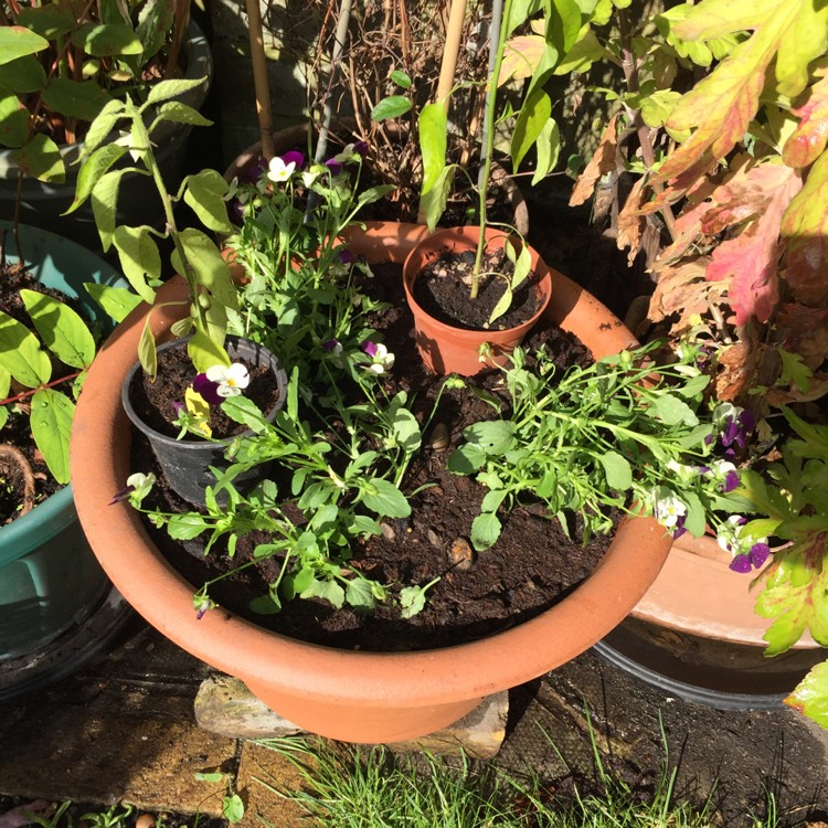 plant image 849045