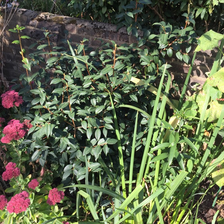 plant image 849051 plant image 849051