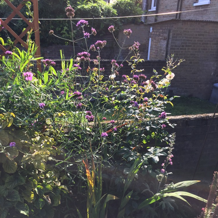 plant image 849059 plant image 849059