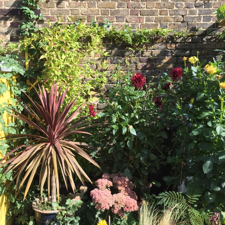 plant image 849066 plant image 849066