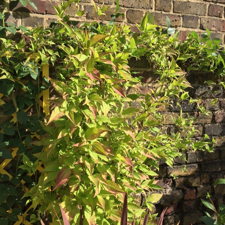 plant image 849070 plant image 849070