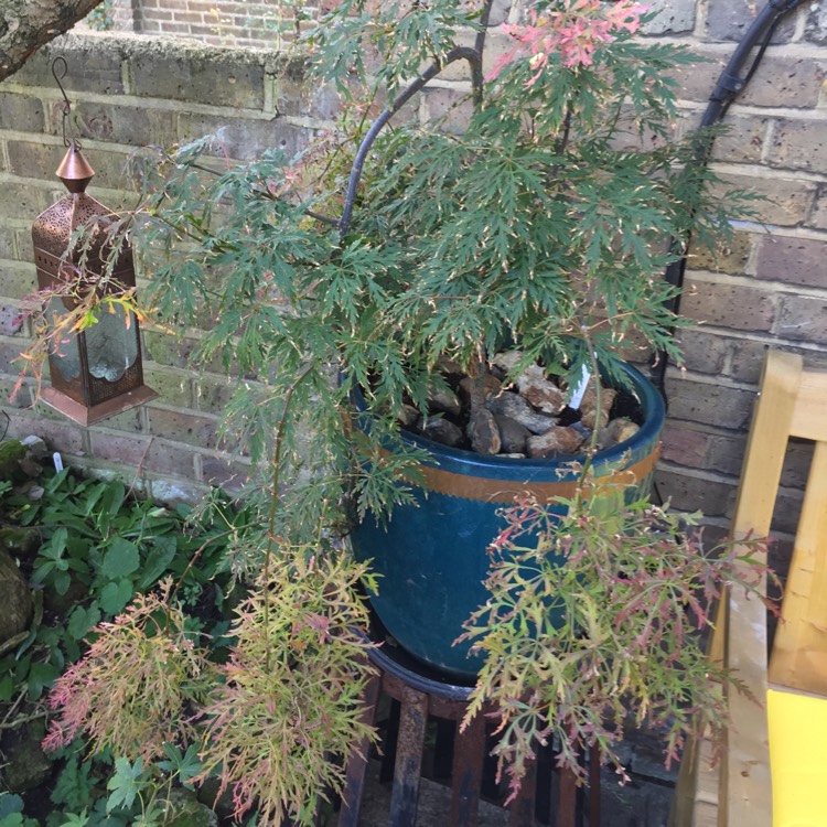 plant image 849072 plant image 849072