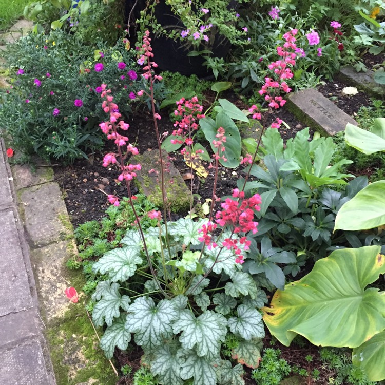 plant image 851407 plant image 851407