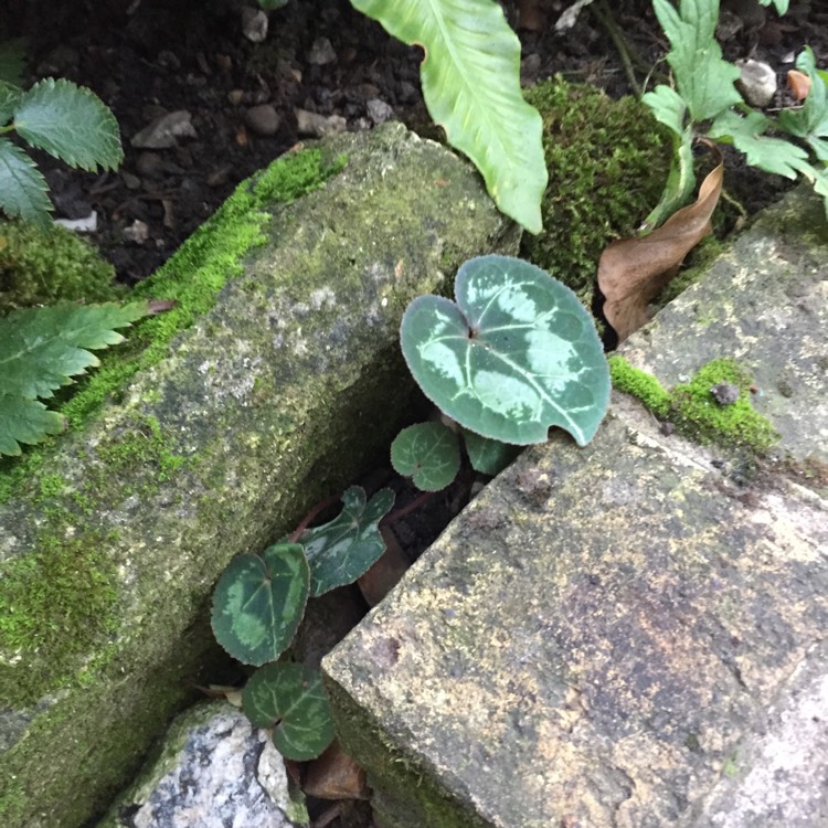 plant image 851423 plant image 851423