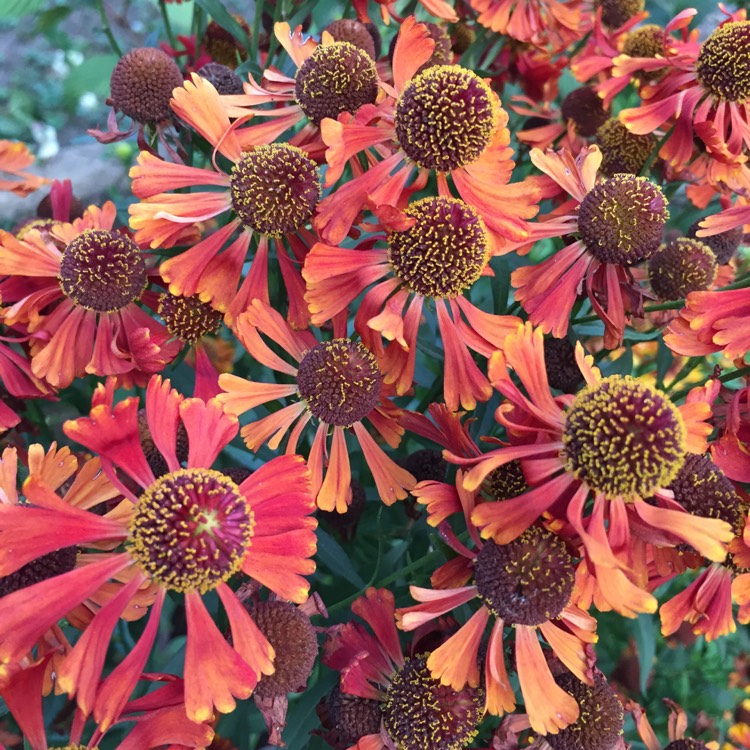 plant image 851460 plant image 851460
