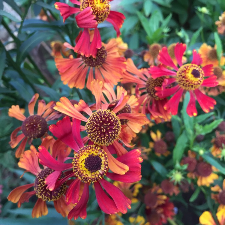 plant image 851461 plant image 851461