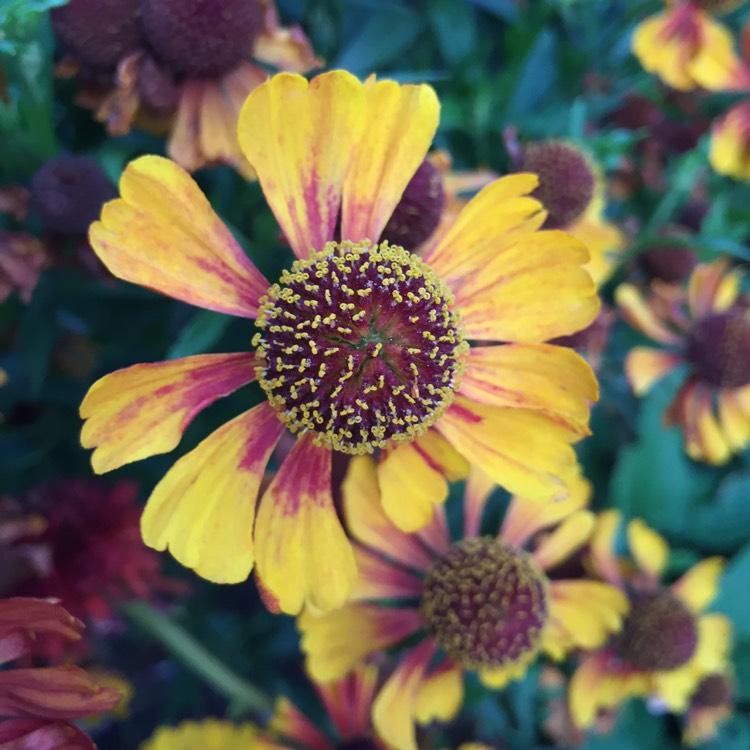 plant image 851462 plant image 851462