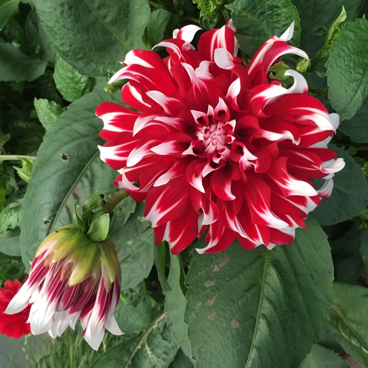 Dahlia 'X Factor', Dahlia 'X Factor' - uploaded by @lydiastirling