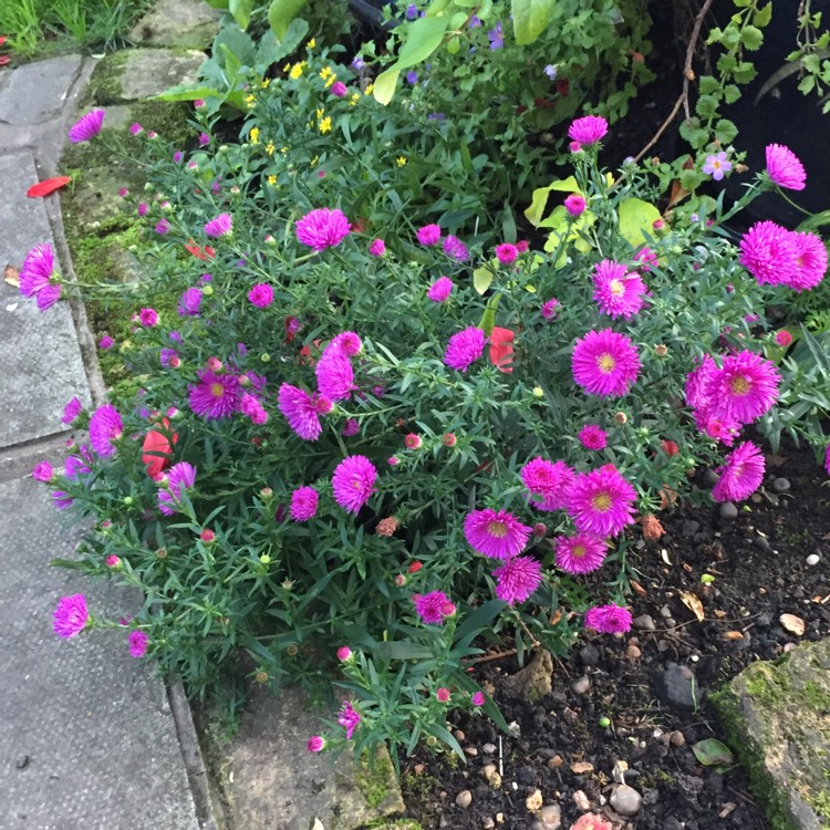 plant image 857871 plant image 857871