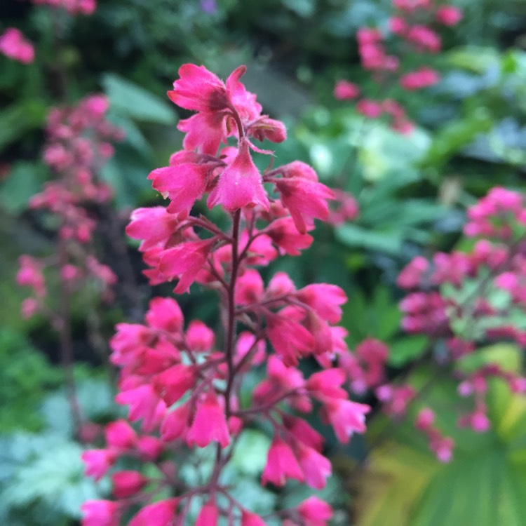 plant image 857874 plant image 857874