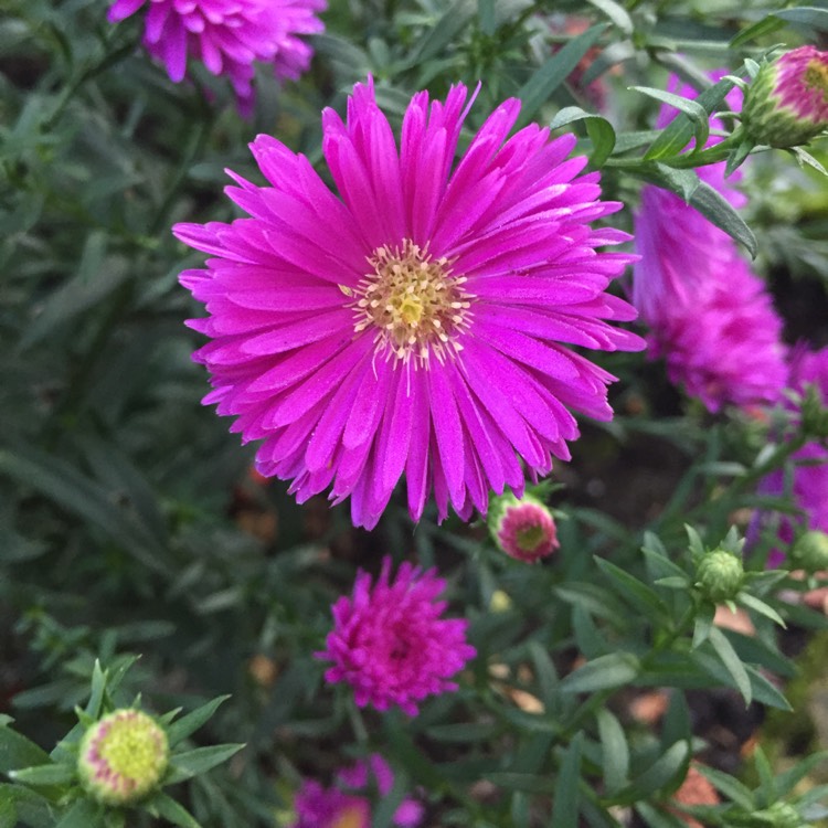 plant image 857877 plant image 857877