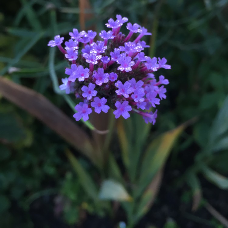 plant image 857881 plant image 857881