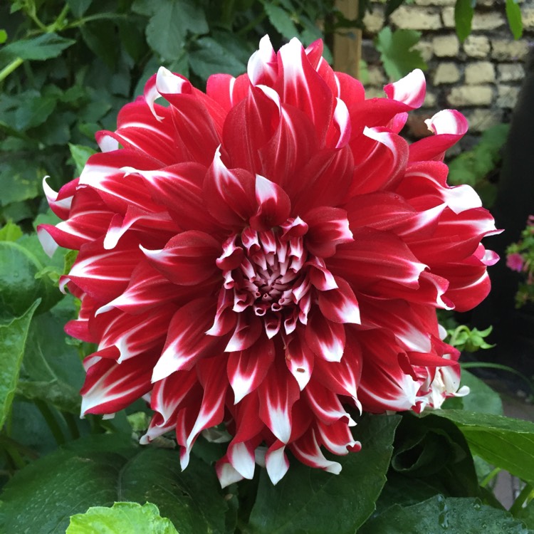 plant image 857883 plant image 857883