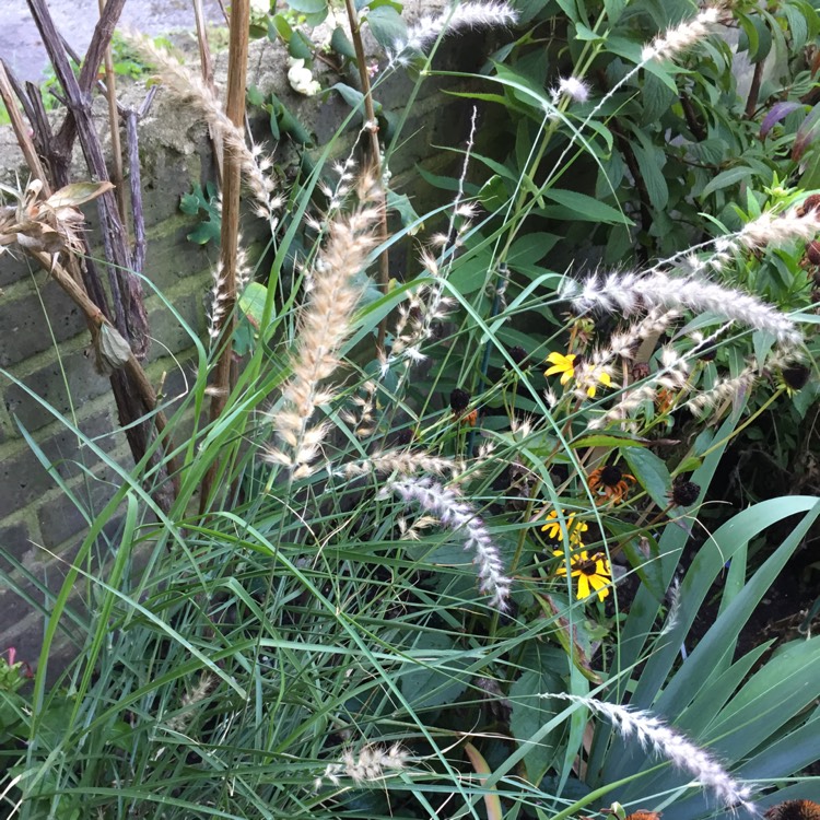plant image 857884