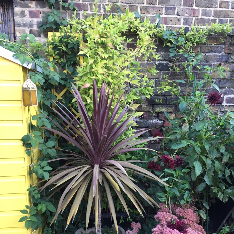 plant image 857895 plant image 857895
