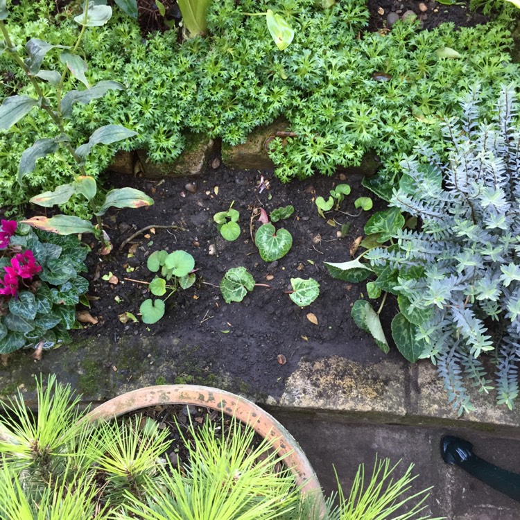 plant image 859307 plant image 859307