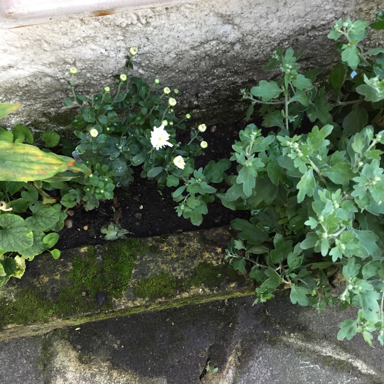 plant image 859308 plant image 859308