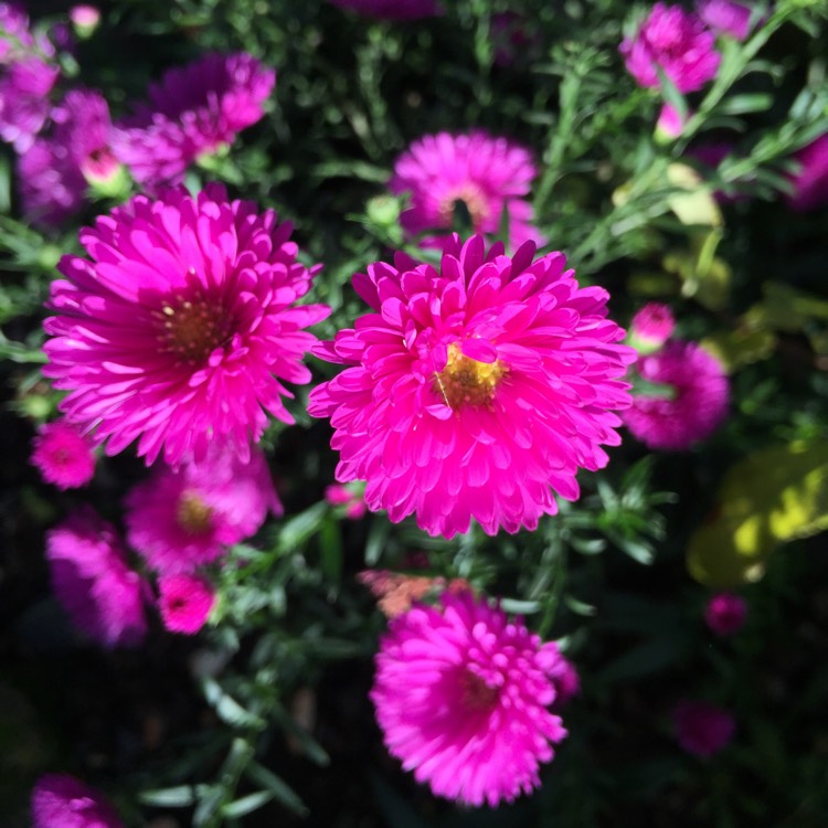 plant image 859329 plant image 859329