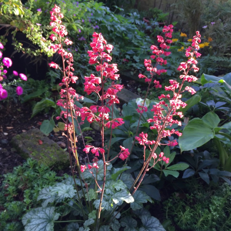 plant image 859331 plant image 859331