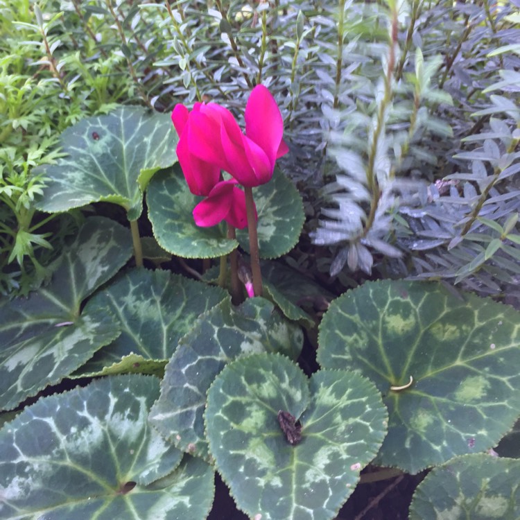 plant image 875284 plant image 875284