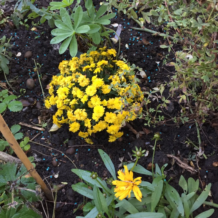 Plant image Chrysanthemum 'Poppins Yellow Jewel'