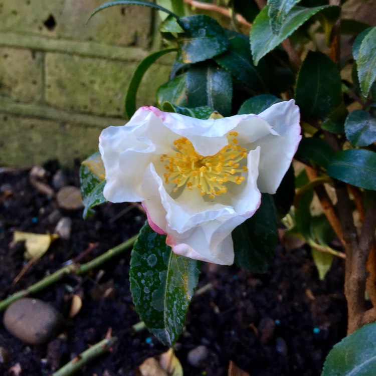 plant image 881709