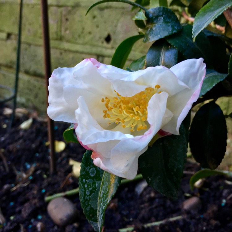 plant image 881710