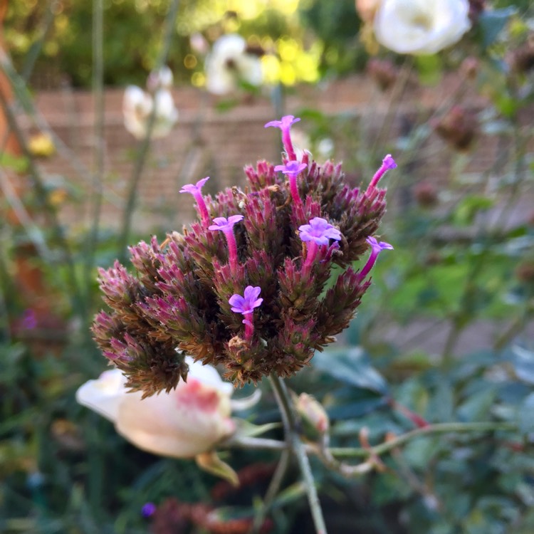 plant image 881752 plant image 881752