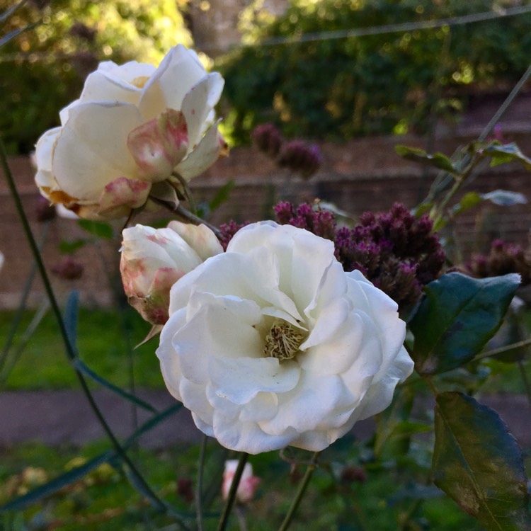 plant image 881753 plant image 881753