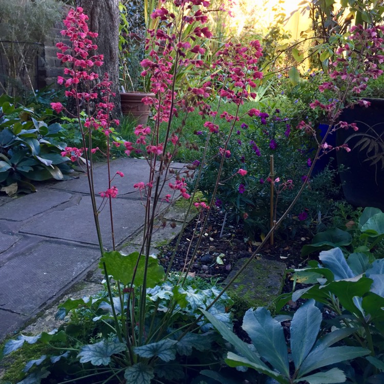 plant image 881757 plant image 881757