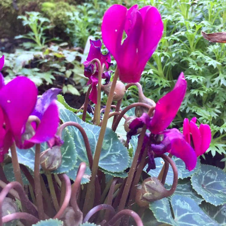 plant image 881758 plant image 881758